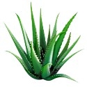 agave