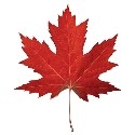 maple_syrup